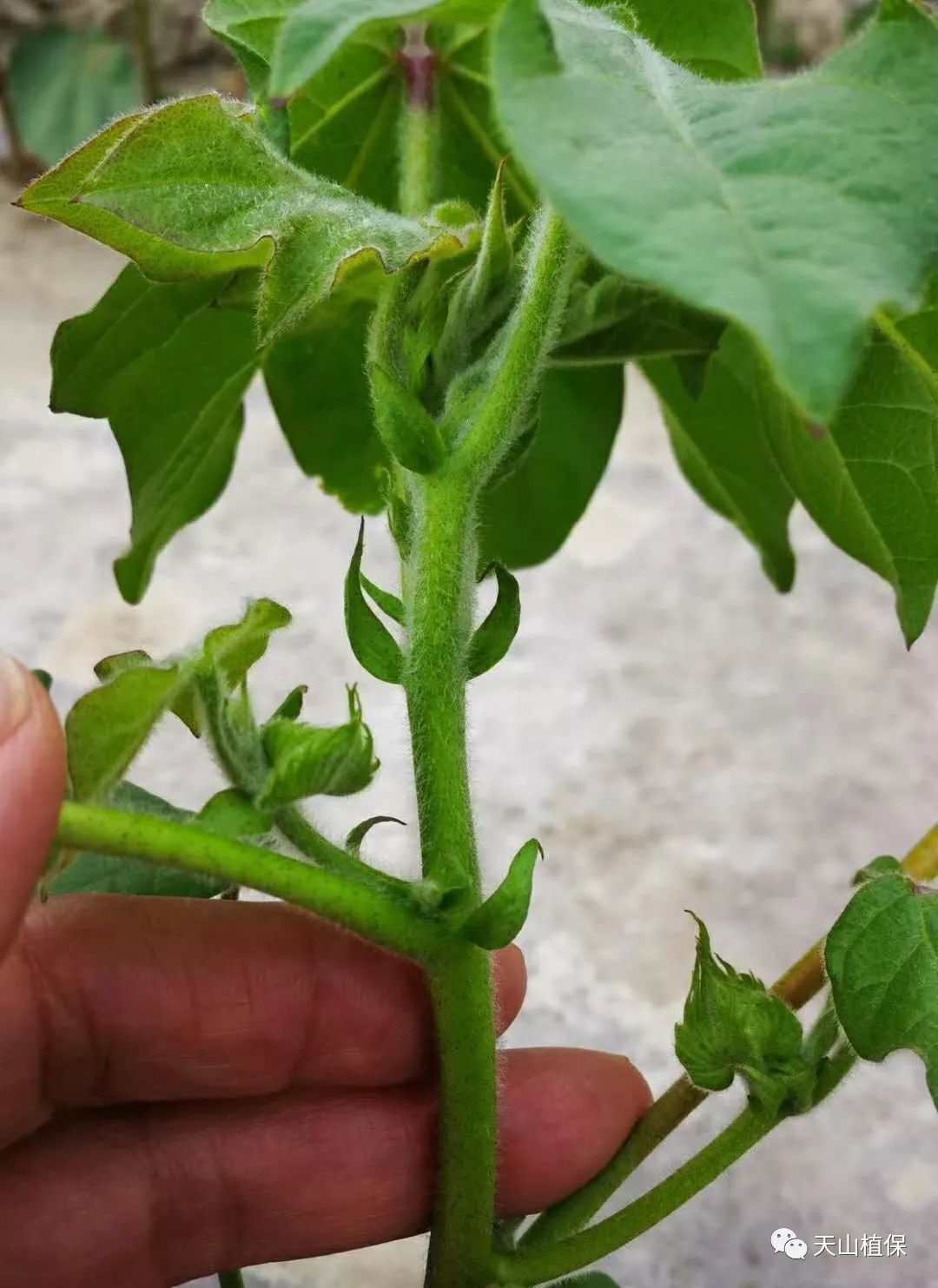 棉花营养枝的作用及合理利用技术