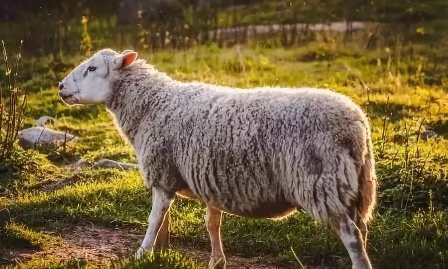 世界上最能产羔的羊兰德瑞斯羊