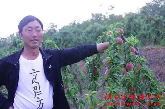 叶县常村镇蓝莓鼓起了山里人的钱包一亩地纯收益2万多