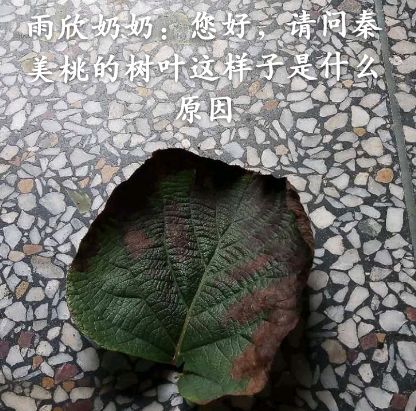 【植保】仵纪纲回复近期果园病害问题集锦,预防治疗都要抓紧