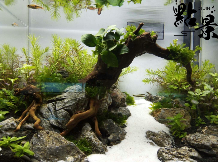 新手如何挑选沉木?_造景