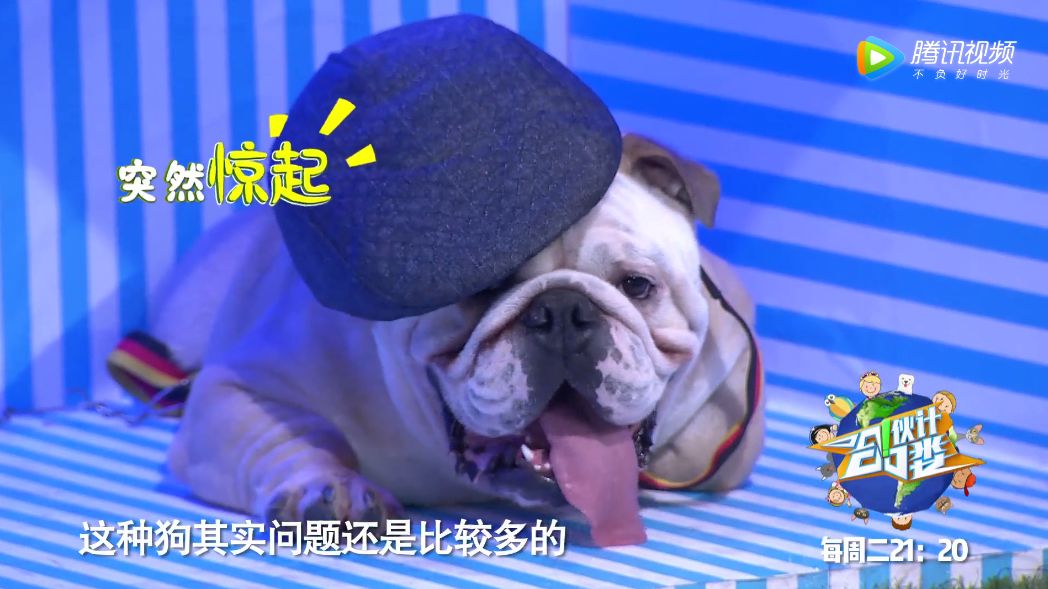 昨晚哈喽伙计当你老了节目播出后频遭刷屏泪腺发达不能看