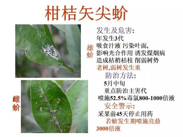 历史上最全柑橘病虫害图库