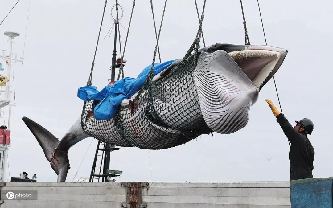 当地时间2019年7月1日,日本北海道钏路港,日本时隔30多年重启商业捕鲸