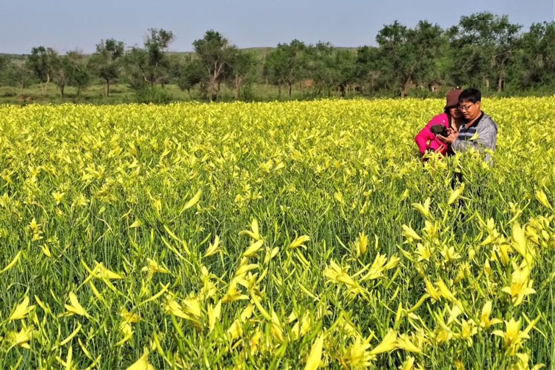 盐池黄花菜营养丰富魅力独特
