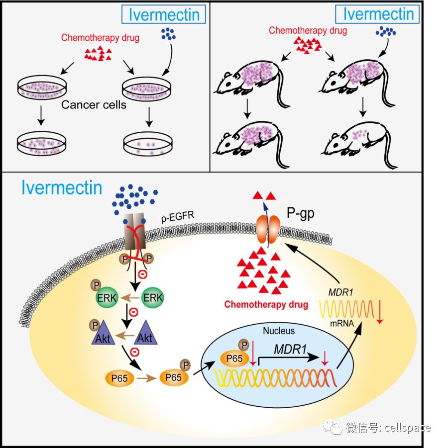 伊维菌素逆转肿瘤细胞多药耐药及其作用机制示意在作用机理的探索方面