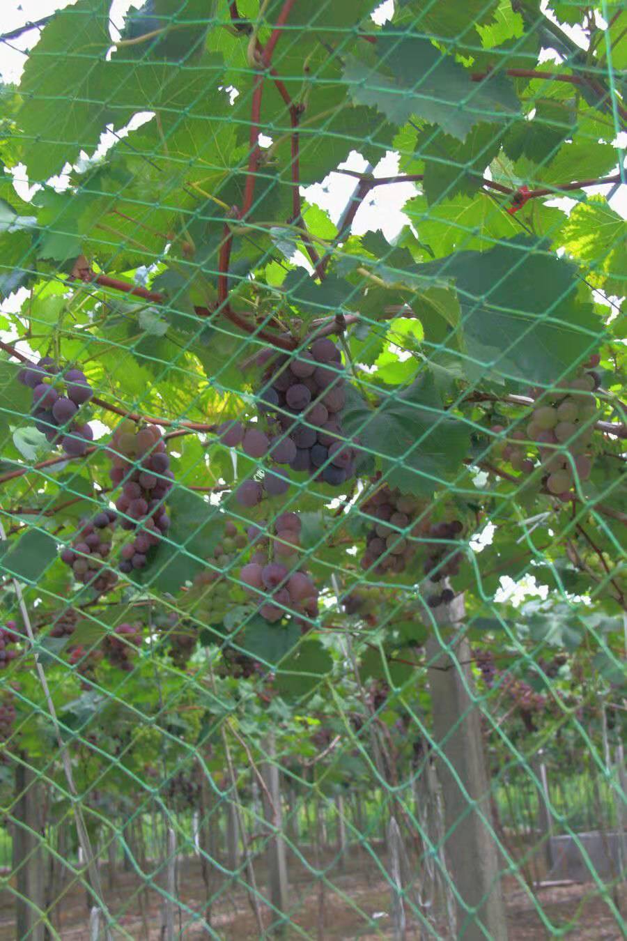 这些技术,让庭院葡萄一次种植,多年收益