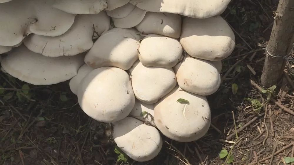 建水惊现超级大菌子,并且可以吃?