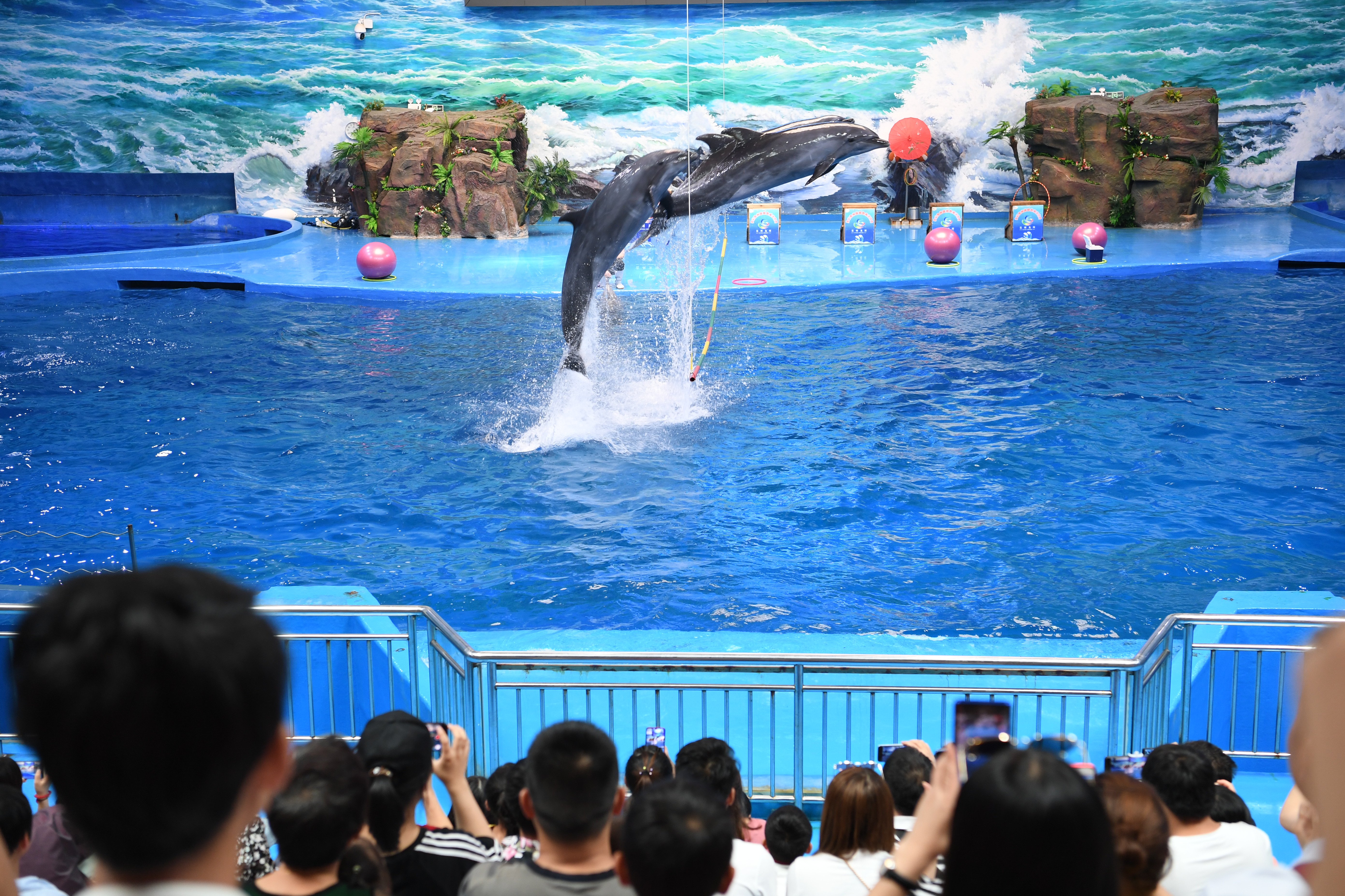 7月10日,游客在海洋世界观看动物表演7月10日,游客在海洋世界参观