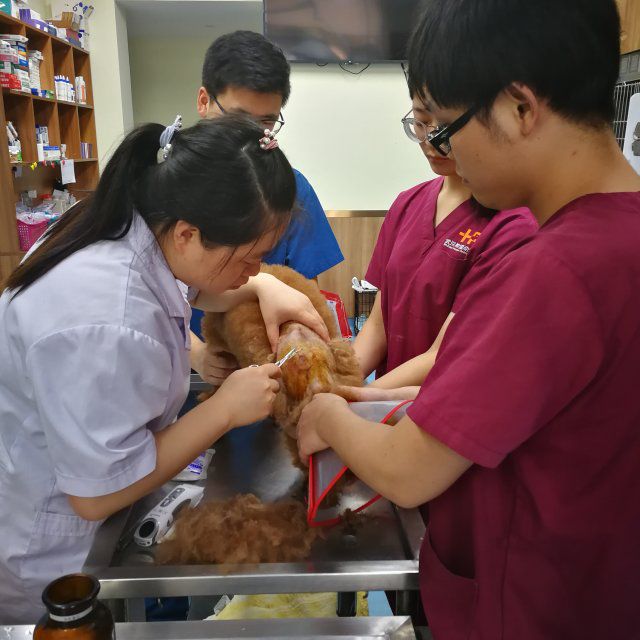 包含北京大学第六医院、手续代办黄牛票贩子号贩子联系方式的词条