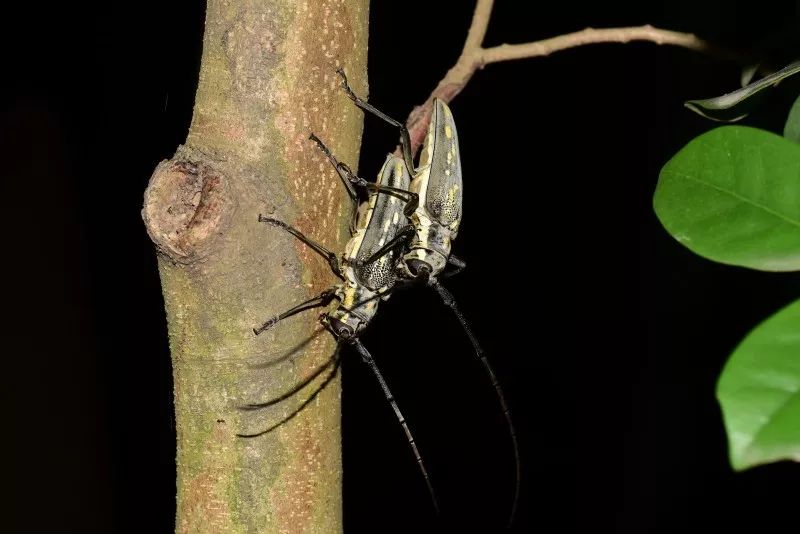 所以"锹甲王国"可不仅仅有锹甲哦,天牛也是这里的常客,传说中要凭rp