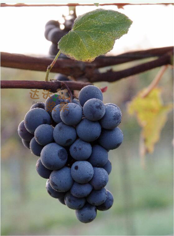 从"fox grape"来看,突出的狐臊味是美洲本土葡萄的特性,这区别于欧洲