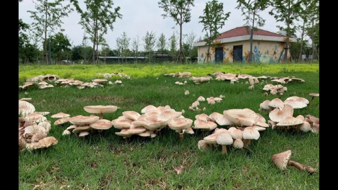 从市民发来的照片可以看到,白色的蘑菇圈远看像是绿