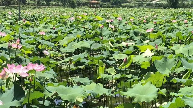 秀山有兩個地方已經花開成海,驚豔整個夏天