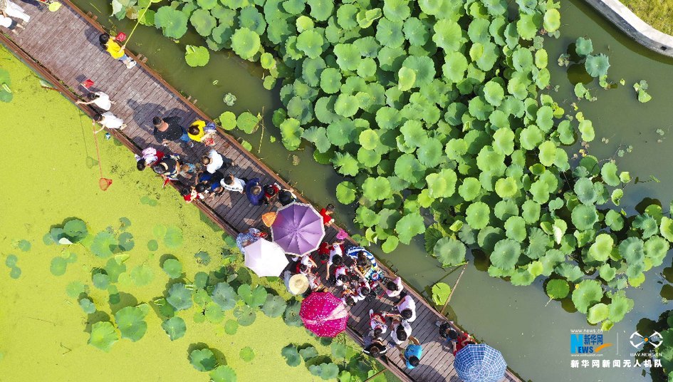 航拍荷花飘香引客来
