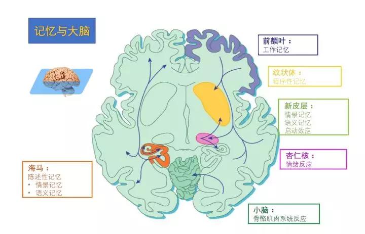 情景记忆是人类最高级的记忆系统,它依赖于我们大脑的海马体,能够把