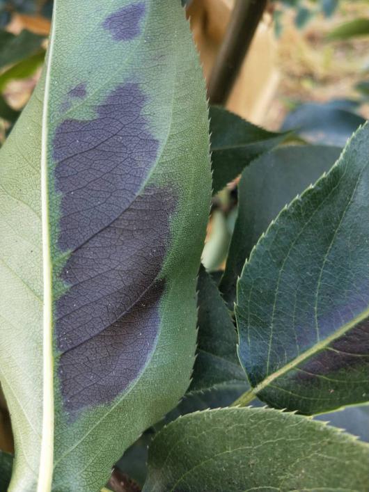 梨树,苹果树火烧病防治措施