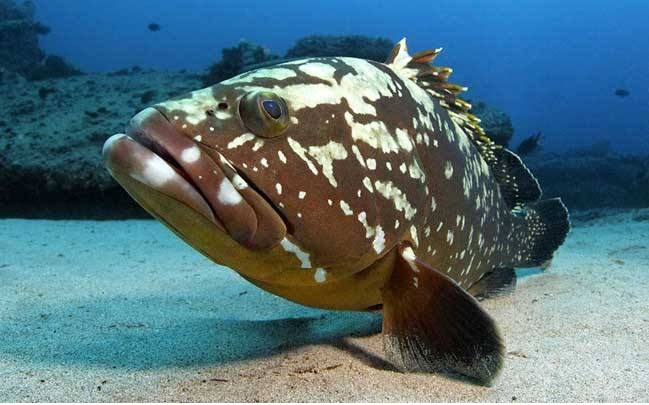 严重威胁石斑鱼养殖的白斑病,这样防治可降低损失提高收益!