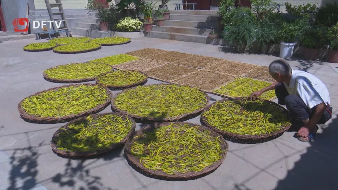 脱贫攻坚系列报道茶房村发展黄花菜产业助力脱贫攻坚