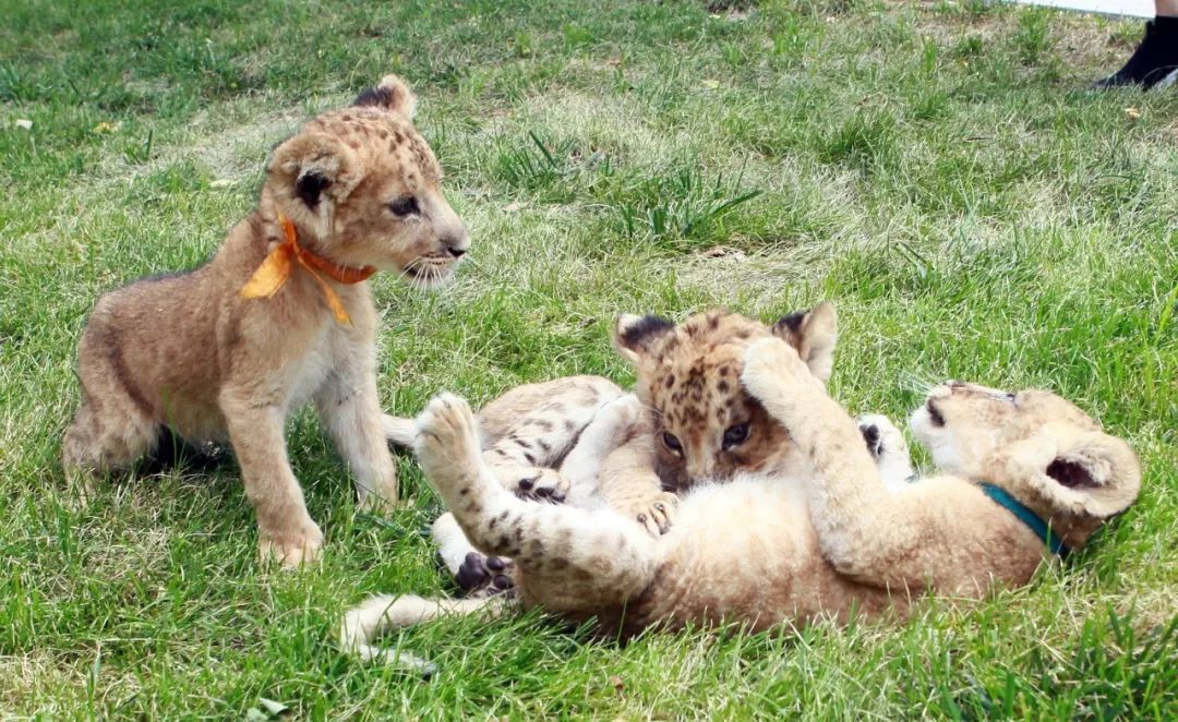 市动物园三胞胎小狮子周四与游客见面快来给它们取名字吧