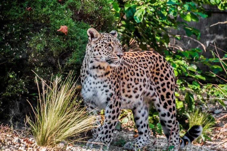 【新刊速递】陈应松 | 森林沉默(选读)