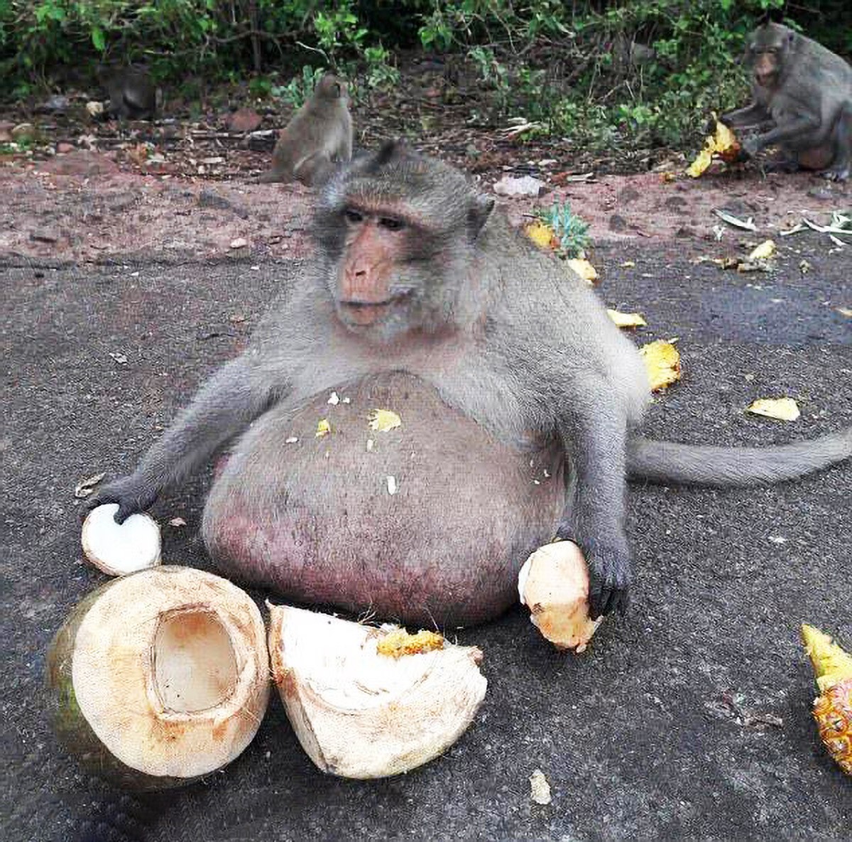 胖猴子身体状况图片