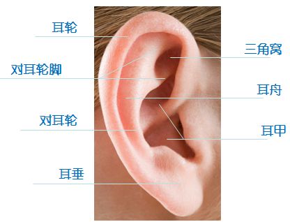 耳廓外翻代表什么图片