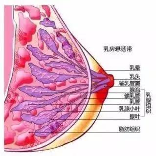 乳房悬韧带在哪个部位图片