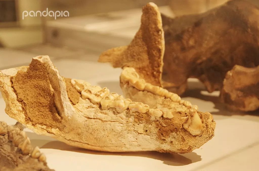 百万年来,随着自然环境和食性的变化,大熊猫也开始变得"挑食"起来