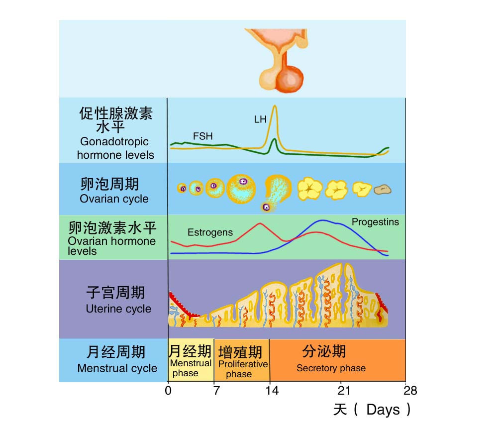 女性激素分泌周期图图片