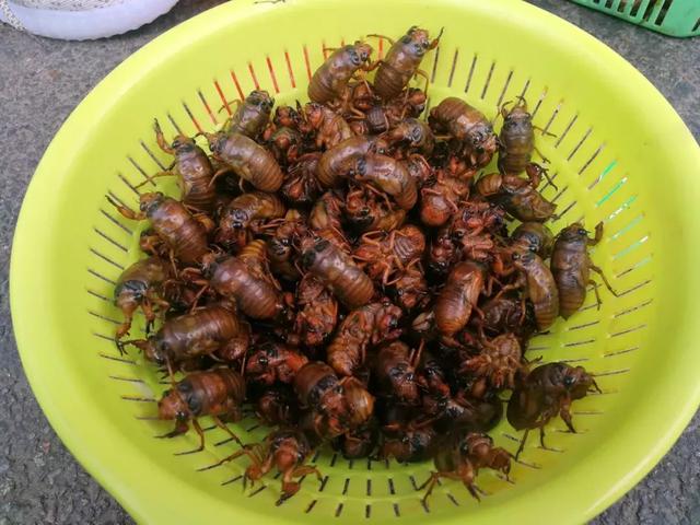 爬拉猴(金蝉)集中上市,永城吃货有福了!你家吃金蝉吗?