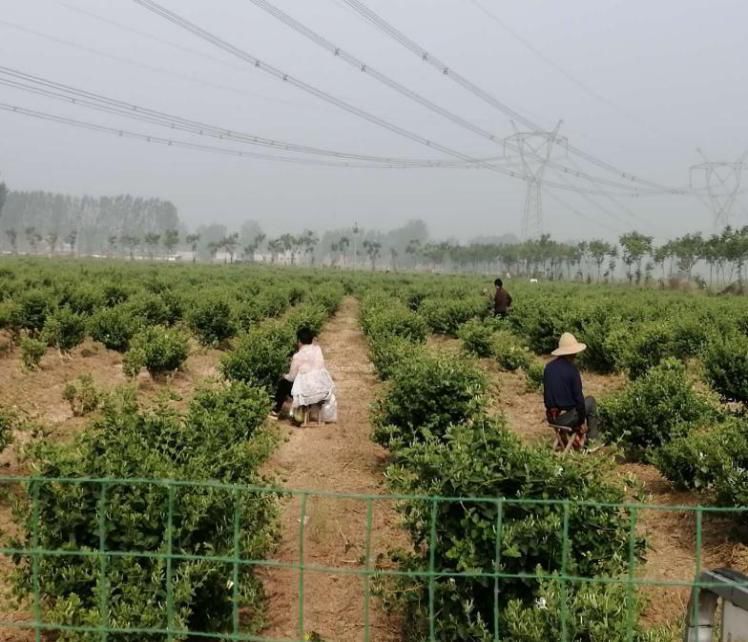 陳固鎮東仲宮村,他們調整現代農業經營模式,重點發展金銀花種植,加工