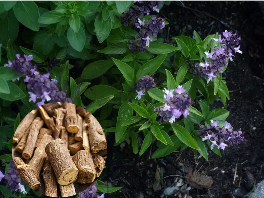 甘草性味功效和在畜禽疾病的应用