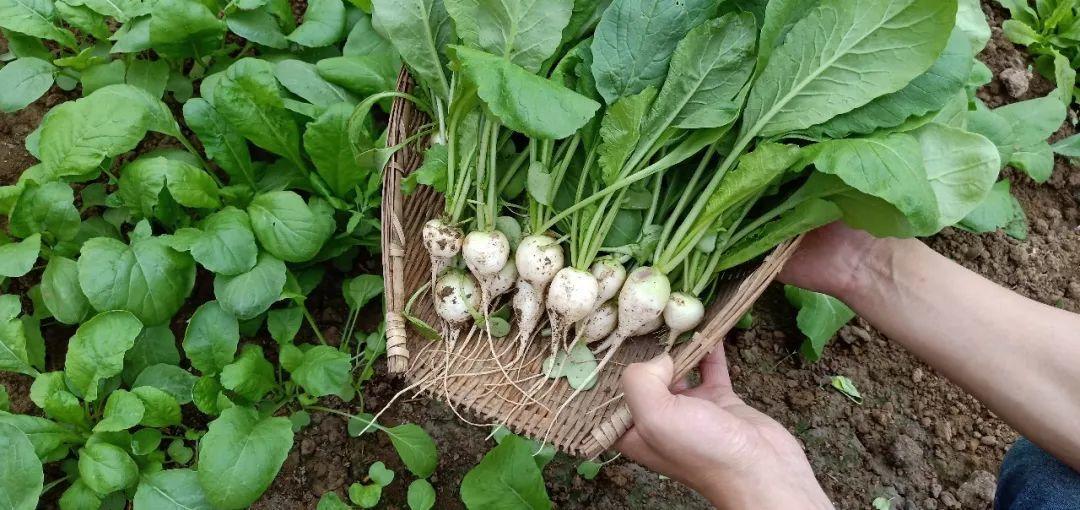 珍珠萝卜种植技巧适合阳台盆栽口感非常脆爽好吃到流眼泪