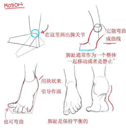 在這裡畫出腳關節,他能彎曲成區線,腳趾通常作為一個整體一起移動或者