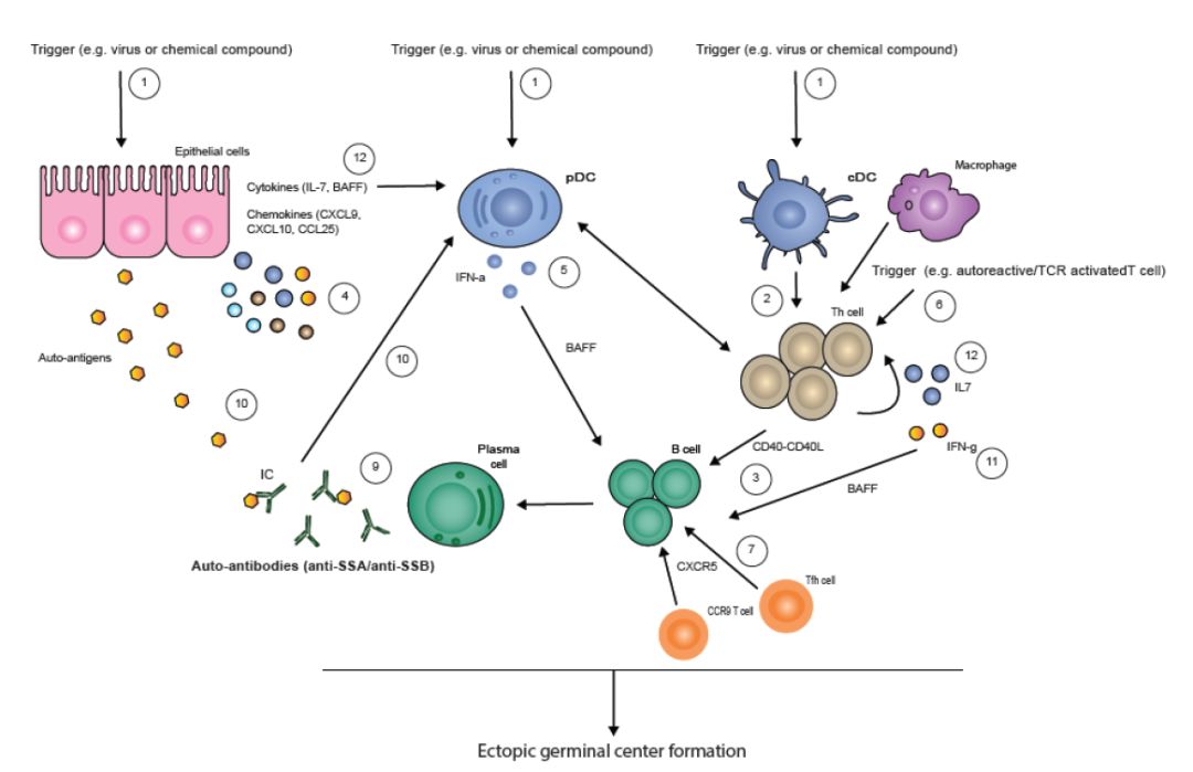 图2 原发性干燥综合征免疫致病机制