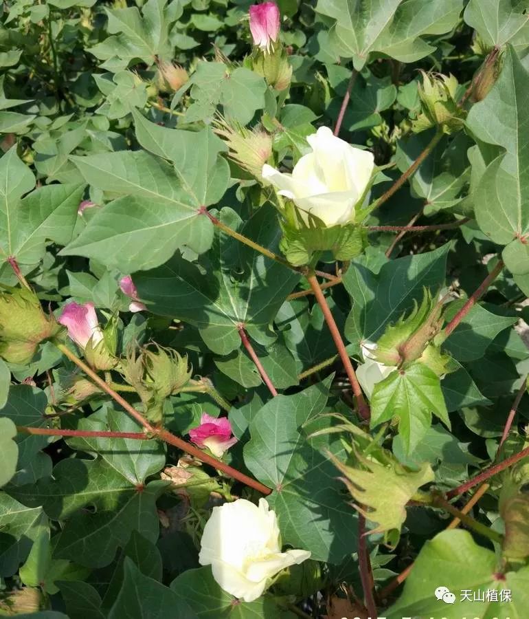 原创棉花花铃期生育特点及栽培技术管理要点