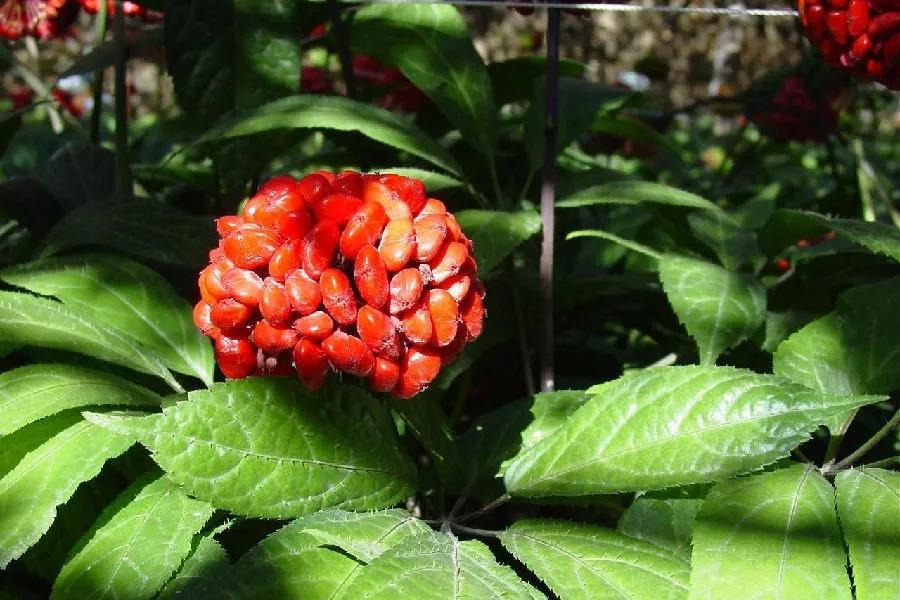 三枝七叶 | 三七&阿司匹林丨是"朋友"还是"对手"?