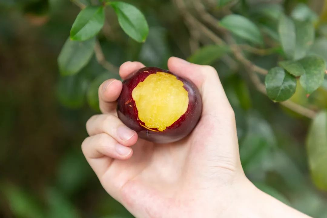 贫困户们的"希望果"