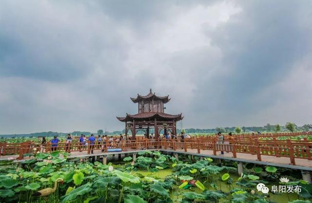 阜南枫柏岗 于荷花深处,寻诗与远方_景区