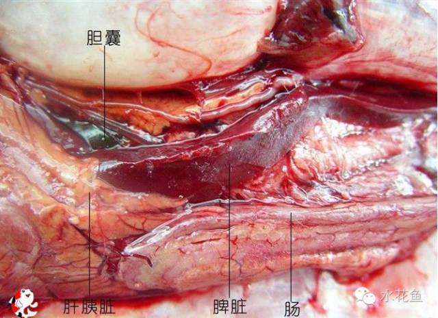 消化腺包括胃腺,肠腺,肝脏,胰腺和胆囊等.