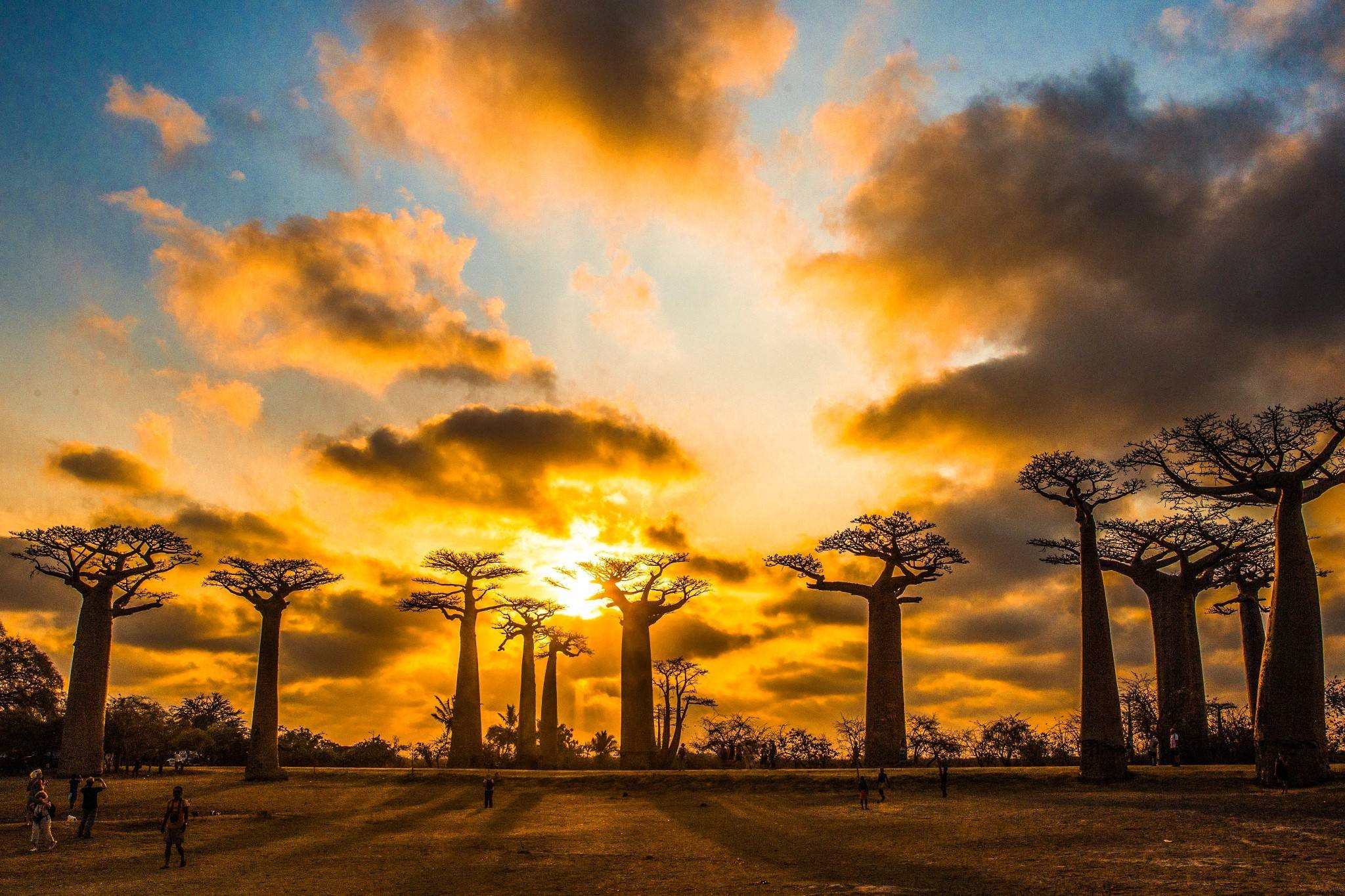 i格兰迪迪尔猴面包树正是因为它独特的性格,成为了地球上特有风景