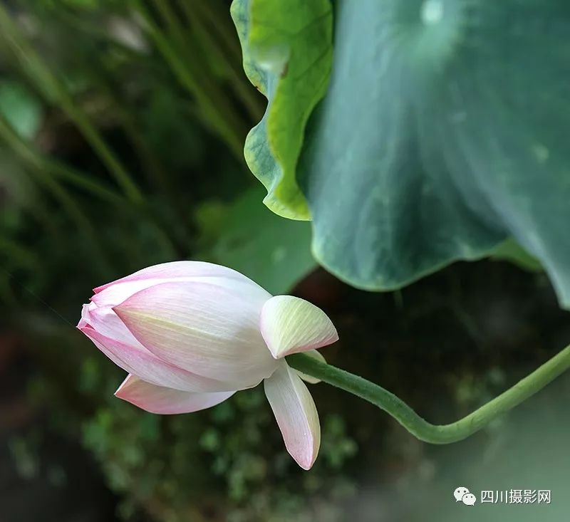 捕捉光影之美——豆荚摄影网引领时代潮流