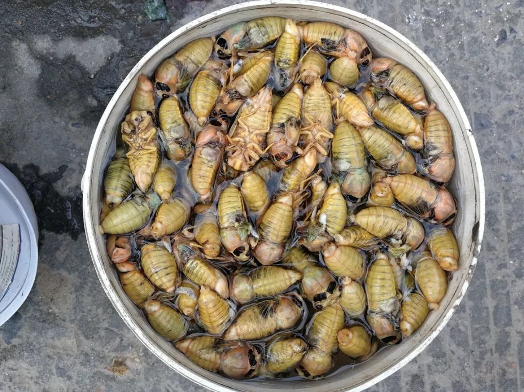 爬拉猴集中上市,永城吃货有福了!