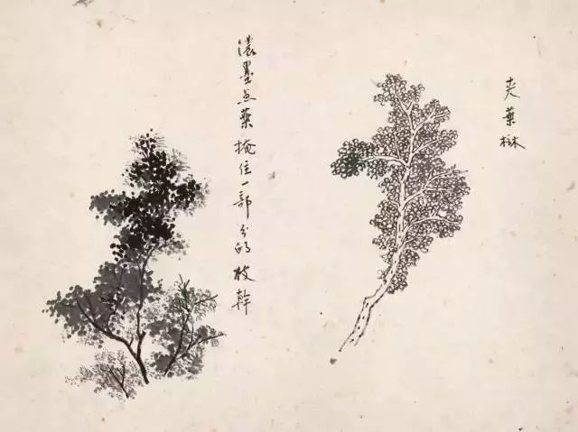 浙江老教授顾坤伯课徒稿:山石树木画法