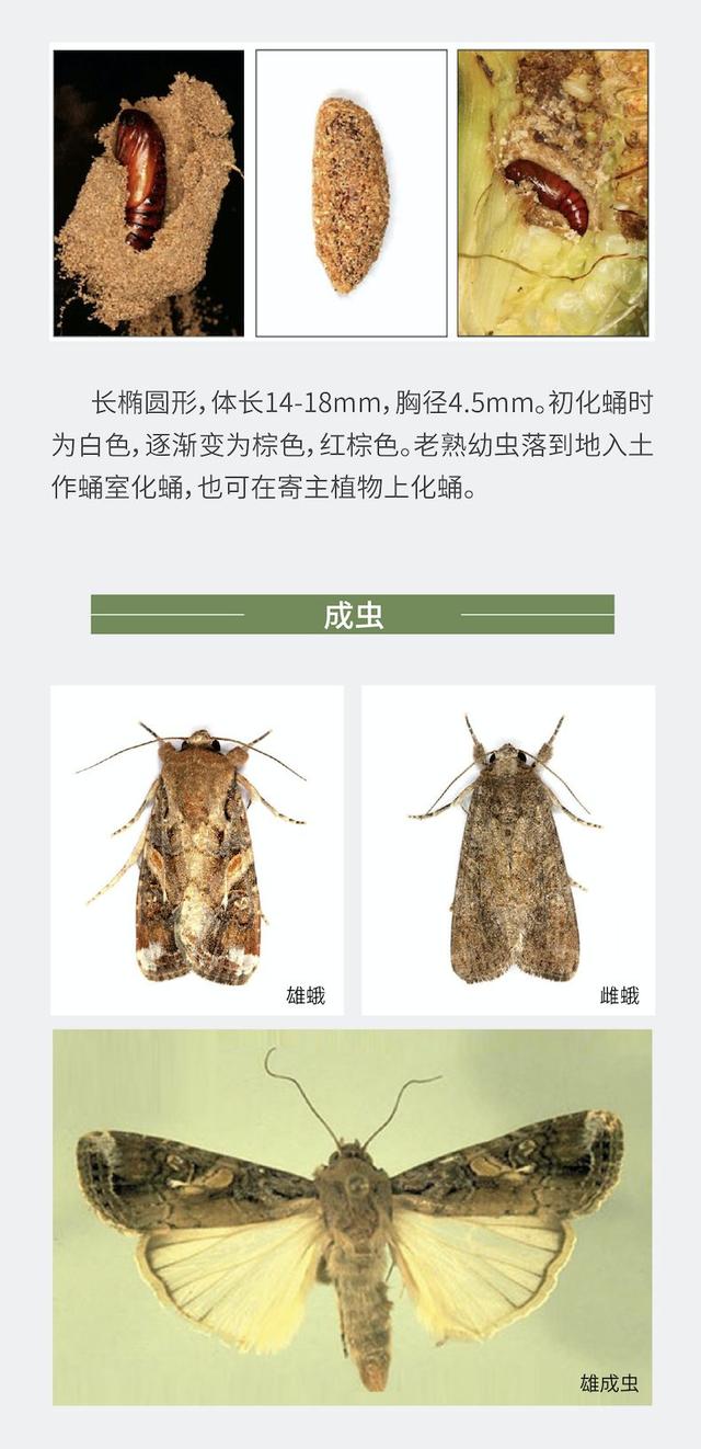 蛾子的种类及名称图图片