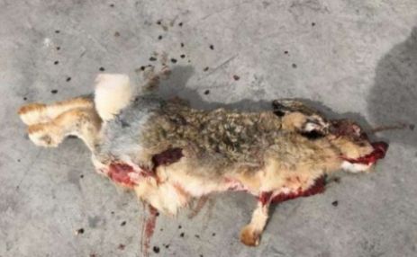 小白兔死亡照片图片