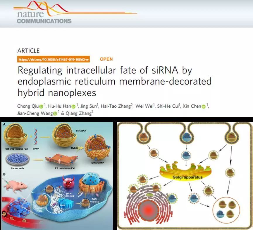 北大医学近期科研成果扫描(十二期)