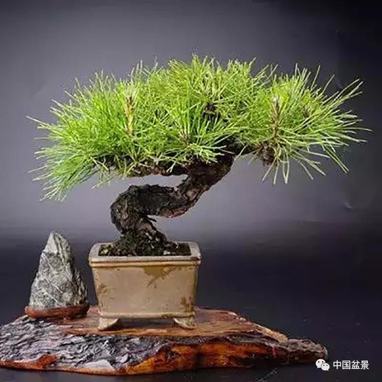 小型松树盆景欣赏
