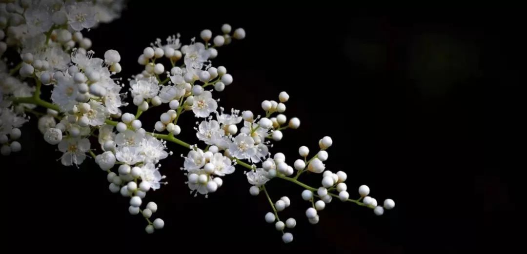 梅菜黄豆杏鲍菇珍珠梅67两颗爱心